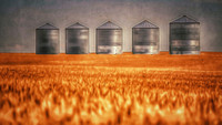 field of wheat and a row of bins