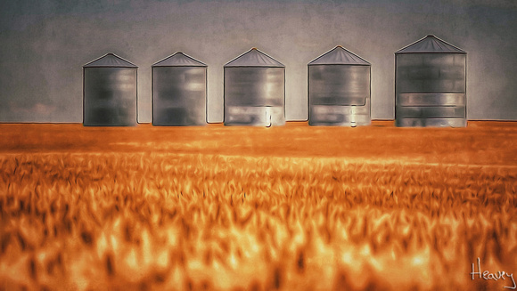 field of wheat and a row of bins
